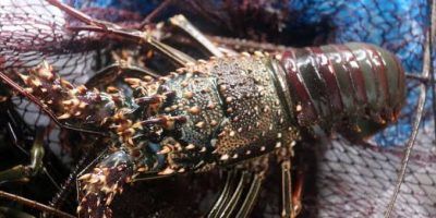 Indonesia (University of Airlangga) Why is lobster legalized for exports?